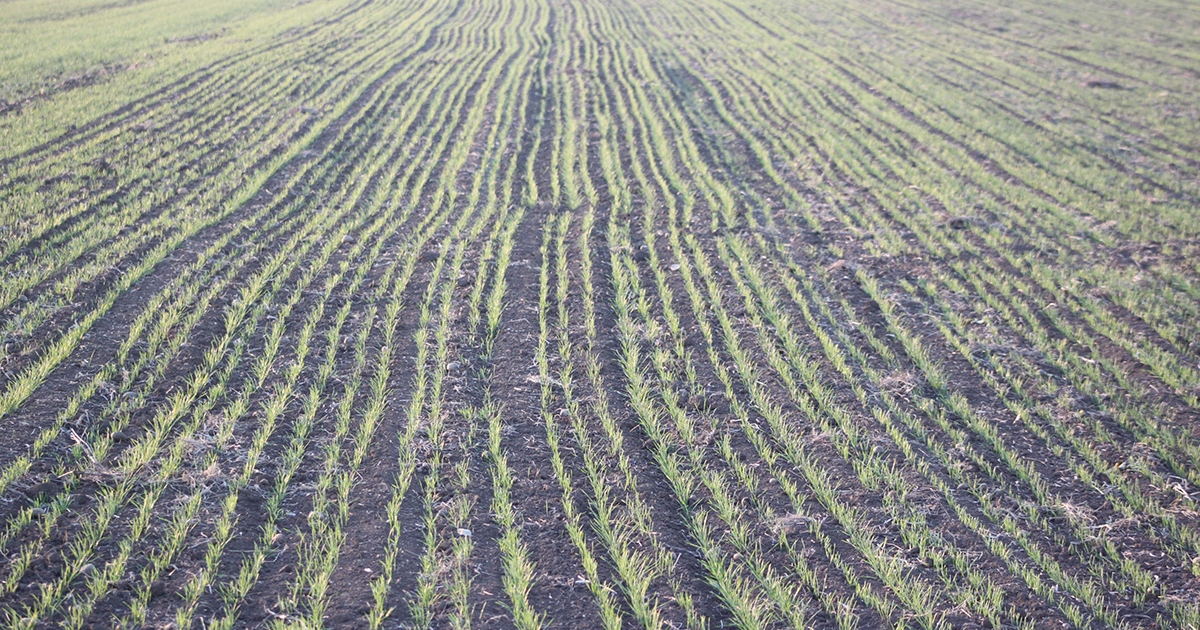A száraz hideg kárt okozhat az őszi gabonában